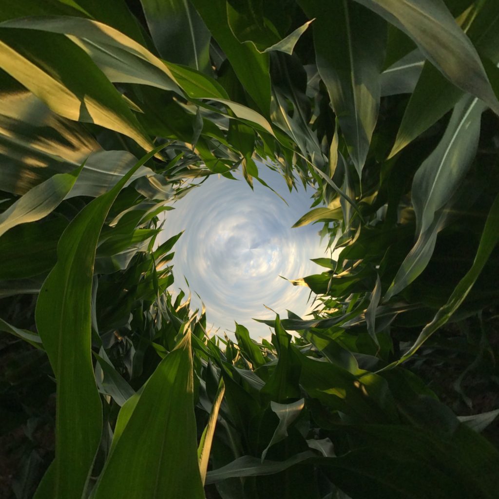 La razón de la asimetría del tiempo, ¿Fenomenismo o Fenomenología