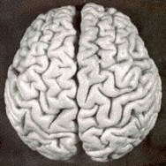 Su brain