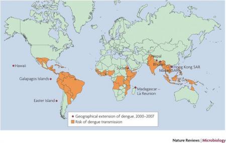 20110301-Dengue.jpg
