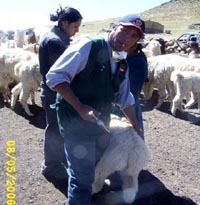 José Galido Veterinario inyectando alpaca