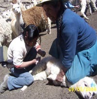 Vet Wendy Flores tratando alpaca infante 