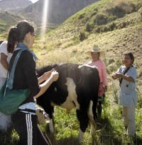 Heidi Paiva Cargando Jeringas con hepatoprotectores para las alpacas