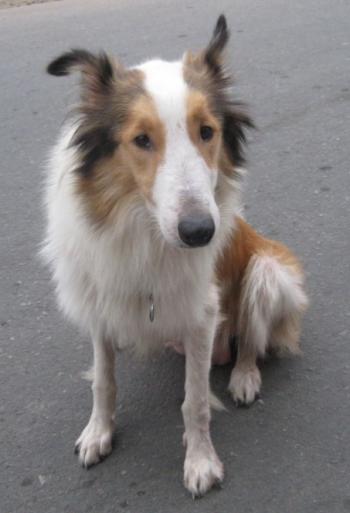 20100701-collie.jpg