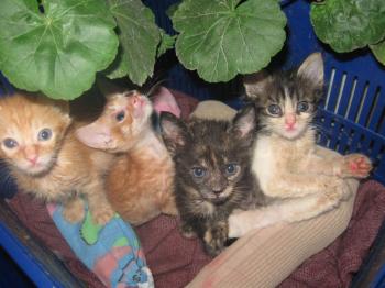 20100804-GATITOS 2.jpg