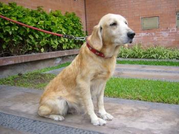 20100810-golden bella.jpg