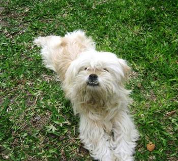 20101104-PERRITA EXTRAVIADA.JPG