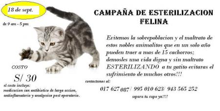 20110915-campana felina olivos.jpg