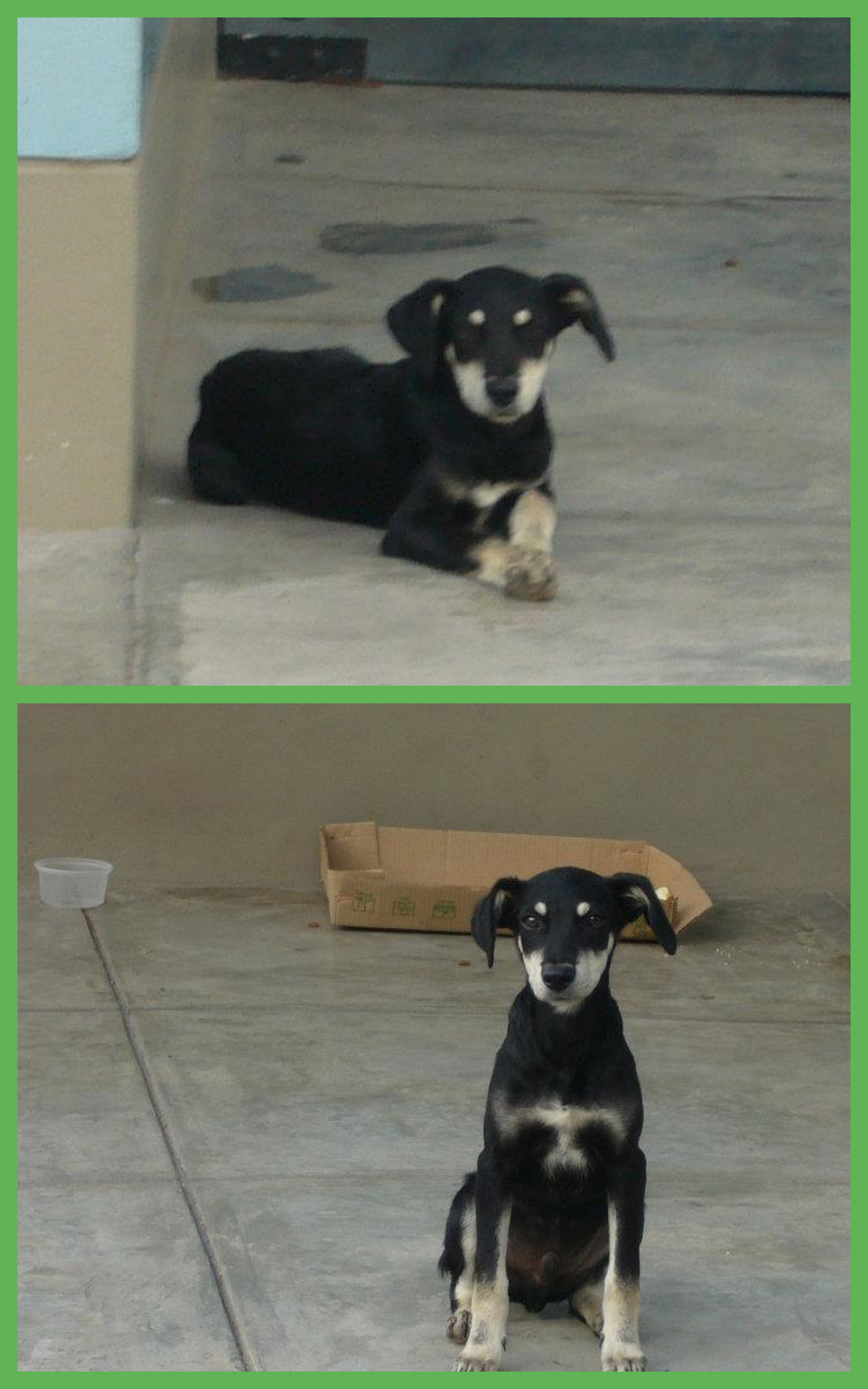 20120321-collage_cachorro.jpg