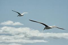 20130329-aves.jpg