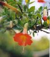 Cantuta - flor del inca