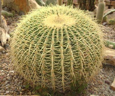 Cactus lindo