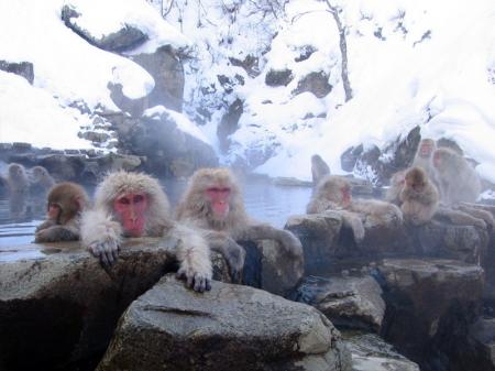 http://es.wikipedia.org/wiki/Archivo:Jigokudani_hotspring_in_Nagano_Japan_001.jpg