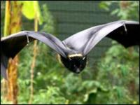 Los murciélagos utilizan la ecolocación para ubicar a sus presas.