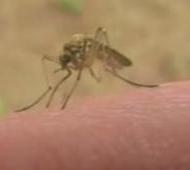 Mosquito sin sangre