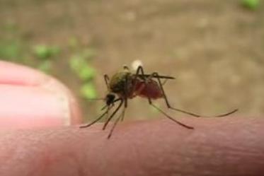 Mosquito chupando sangre
