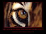 20110927-eye-of-the-tiger.jpg